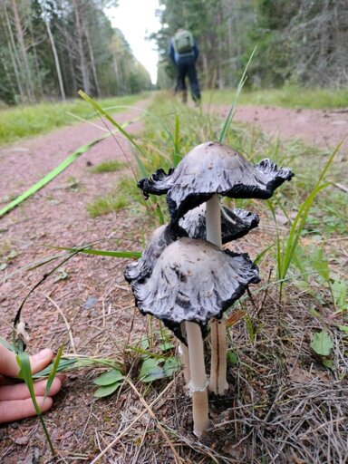 Photo of some common ink caps in the middle of a small gravel road. With me and Zelda the dog blurry in the background.
